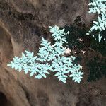Argyrochosma limitanea Hábito