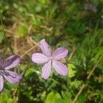 Geranium asphodeloides Кветка