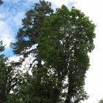 Acer campbellii Buveinė