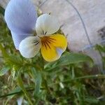 Viola tricolor花