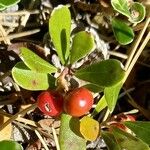 Arctostaphylos uva-ursi Gyümölcs
