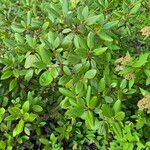Rhododendron columbianum Hoja