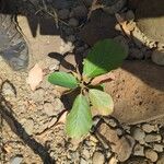 Litsea monopetala 葉