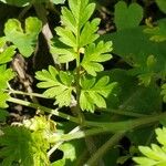 Chaerophyllum tainturieri Leaf