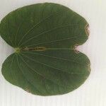 Bauhinia tomentosa Blatt