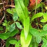 Dactylorhiza maculata 葉