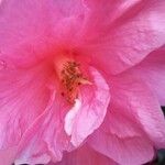Camellia japonica ফুল