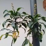 Dracaena fragrans List