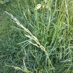 Festuca arundinacea Fuelha