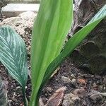 Aglaonema nitidum Blad