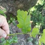 Quercus canariensis ᱥᱟᱠᱟᱢ