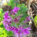 Pelargonium graveolensBloem