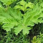 Heracleum sosnowskyi पत्ता