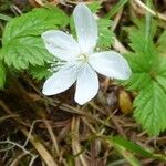 Rubus pedatus Kvet