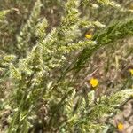 Trisetum paniceum 花