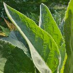 Verbascum phlomoides পাতা