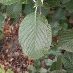 Sorbus ariaFulla