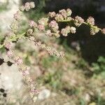 Chenopodium albumFlower