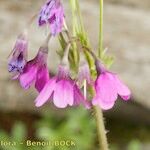 Primula matthioli Flower