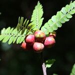Haplocoelum foliolosum Fruit