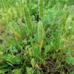 Rostraria cristata Habit