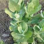 Calotropis gigantea Blatt