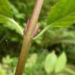 Euonymus occidentalis Corteza