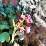 Petasites pyrenaicusപുഷ്പം