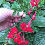 Tropaeolum pentaphyllum Flor