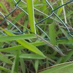 Melinis minutiflora Leaf