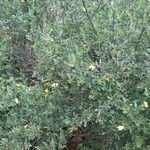 Chrysojasminum fruticans Συνήθη χαρακτηριστικά