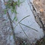 Digitaria sanguinalis Цвят