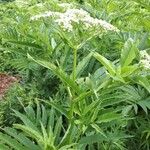 Sambucus ebulusফুল