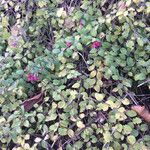 Symphoricarpos orbiculatus List