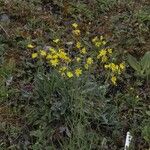 Hieracium lachenalii Blomst