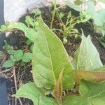 Mirabilis longiflora Leaf