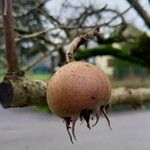 Crataegus germanica Fruit