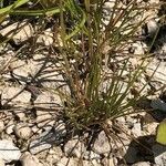 Festuca rubra Habitat