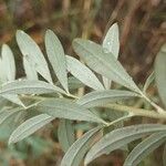 Chamaecytisus ruthenicus Leaf