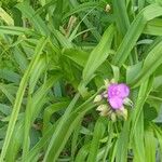 Tradescantia gigantea Flor