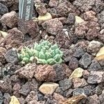 Coryphantha maiz-tablasensis List