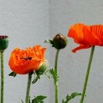 Papaver orientale Blad