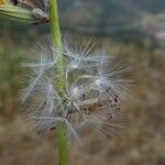 Lactuca viminea Fruit