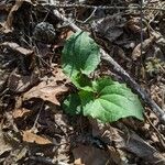 Arnoglossum atriplicifolium Foglia