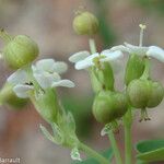Euphorbia pancheri Фрукт