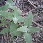 Salvia fruticosa Leaf