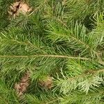 Pseudotsuga menziesii Levél