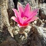 Gymnocalycium baldianum ശീലം