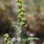 Ambrosia acanthicarpa Natur