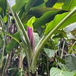 Musa velutina പുഷ്പം